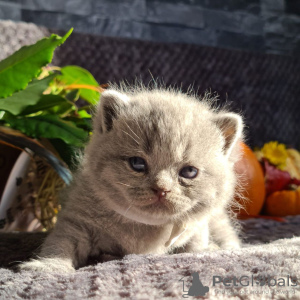 Photo №4. Je vais vendre british shorthair en ville de Калифорния Сити.  - prix - 676€