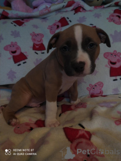 Photo №4. Je vais vendre american staffordshire terrier en ville de Veen. éleveur - prix - 1500€