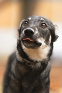 Photo №1. chien bâtard - à vendre en ville de Москва | Gratuit | Annonce №5762