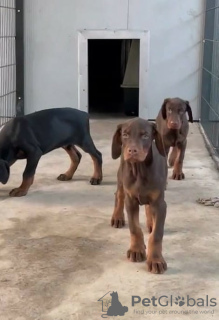 Photos supplémentaires: chiots dobermann