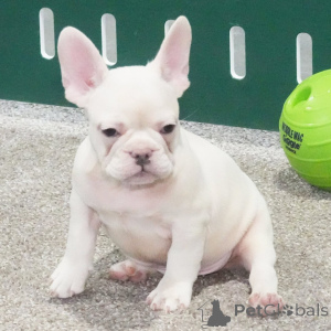 Photo №1. bouledogue - à vendre en ville de Wiesbaden | négocié | Annonce №162630
