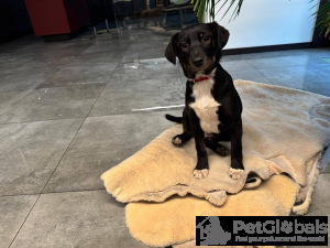 Photo №4. Je vais vendre chien bâtard en ville de Москва.  - prix - Gratuit