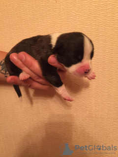 Photo №2 de l'annonce № 11738 de la vente boxer - acheter à Fédération de Russie annonce privée