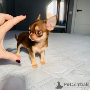 Photo №3. D'adorables chiots Chihuahua cherchent un foyer aimant !. France
