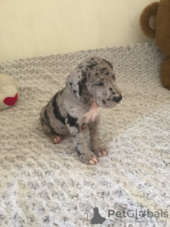 Photo №2 de l'annonce № 133076 de la vente dogue allemand - acheter à Pays Bas annonce privée