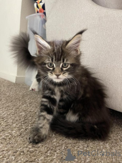 Photo №1.  - à vendre en ville de Дюделанж | 350€ | Annonce № 141868