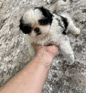 Photo №2 de l'annonce № 44773 de la vente shih tzu - acheter à Allemagne 