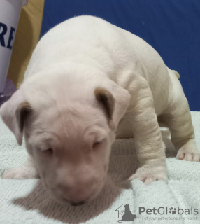 Photos supplémentaires: Chiots Bull Terrier