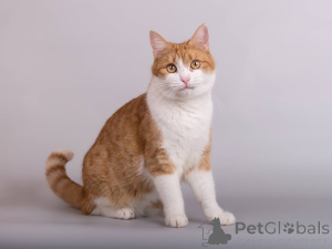 Photo №2 de l'annonce № 161799 de la vente  - acheter à Fédération de Russie de l'abri