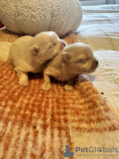 Photo №2 de l'annonce № 126702 de la vente spitz nain - acheter à USA 