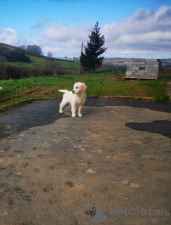 Photo №4. Je vais vendre golden retriever en ville de Nijkerk. annonce privée - prix - 380€