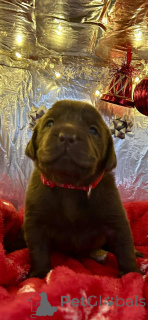 Photo №3. Superbes Labradors en chocolat 5 étoiles. Belgique