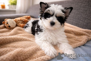 Photo №1. biewer yorkshire terrier - à vendre en ville de Oulu | 350€ | Annonce №167365