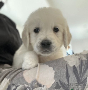 Photo №1. golden retriever - à vendre en ville de Manzini | négocié | Annonce №42808