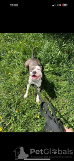 Photo №4. Je vais vendre american staffordshire terrier en ville de Minsk. annonce privée - prix - Gratuit