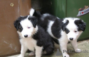Photo №1. border collie - à vendre en ville de Ixelles | négocié | Annonce №170814