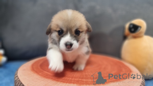 Photo №3. Chiots d'élite. Fédération de Russie