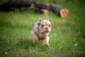 Photos supplémentaires: Bulldog français