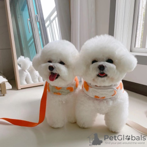 Photo №1. bichon à poil frisé - à vendre en ville de Pécs | négocié | Annonce №79759