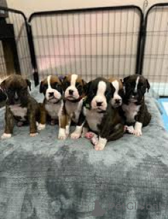 Photo №1. boxer - à vendre en ville de Helsinki | 800€ | Annonce №169386