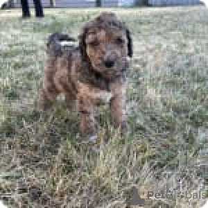 Photo №3. Alda. USA