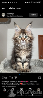 Photo №2 de l'annonce № 116327 de la vente maine coon - acheter à Suisse annonce privée