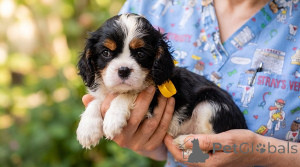 Photo №2 de l'annonce № 176477 de la vente cavalier king charles spaniel - acheter à Serbie éleveur