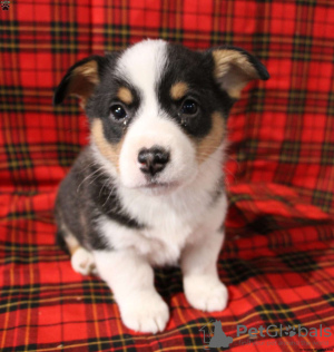 Photos supplémentaires: KC enregistré tricolore Pembs corgi boys