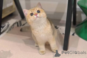 Photo №3. Chatons domestiques British Shorthair stérilisés, dégriffés et micropucés à Good. La Grande-Bretagne