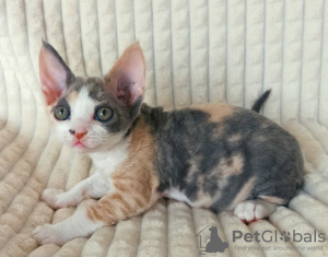 Photo №3. Chatons à vendre Devon Rex.. Fédération de Russie