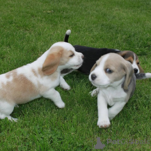 Photo №4. Je vais vendre beagle en ville de Mauvais münsteerefel. annonce privée - prix - 504€