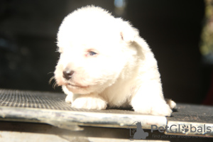Photo №4. Je vais vendre west highland white terrier en ville de Москва. annonce privée, de la fourrière, éleveur - prix - 1232€