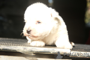 Photo №4. Je vais vendre west highland white terrier en ville de Москва. annonce privée, de la fourrière, éleveur - prix - 1232€