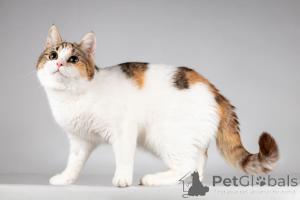 Photo №4. Je vais vendre  en ville de Khimki. de l'abri - prix - Gratuit