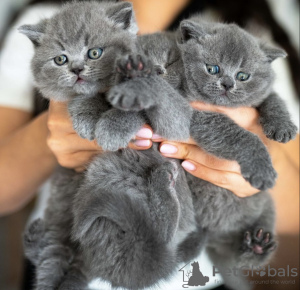 Photo №1. british shorthair - à vendre en ville de Дрезден | Gratuit | Annonce № 127433