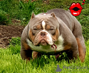 Photo №2 de l'annonce № 20354 de la vente american bully - acheter à Bulgarie de la fourrière