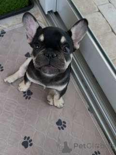 Photo №1. bouledogue - à vendre en ville de Ostrava | négocié | Annonce №169357