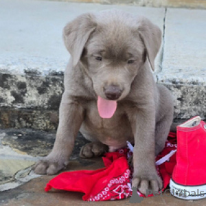 Photo №3. Labrador Retriever Mâle 7 semaines Prêt d'ici le 30 mars. Allemagne