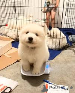 Photo №1. samoyède - à vendre en ville de Bruxelles | 700€ | Annonce №162606