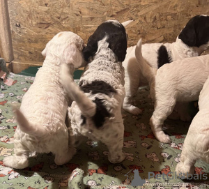 Photos supplémentaires: Chiots Lagotto Romagnolo