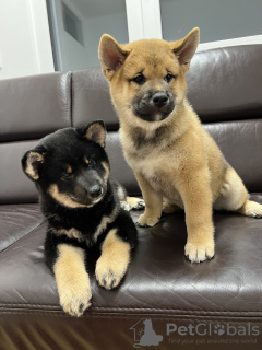 Photos supplémentaires: Chiots Shiba Inu