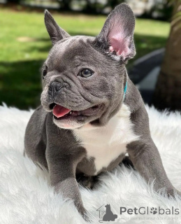 Photo №3. L'amour au premier reniflement! Rencontrez nos chiots bulldog français. Allemagne