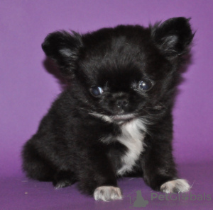 Photo №3. Cléonica. Ukraine