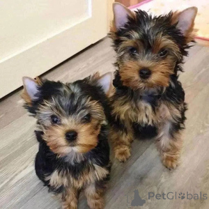 Photo №1. yorkshire terrier - à vendre en ville de Berlin | 650€ | Annonce №161862