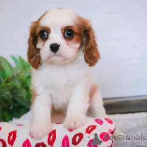 Photo №3. Cavalier King Charles Welpen Zur Adoption. Allemagne