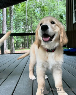 Photo №1. golden retriever - à vendre en ville de Quedlinburg | 400€ | Annonce №120380