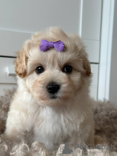 Photo №3. Maltipoo F1. Allemagne