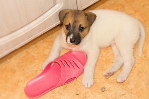 Photos supplémentaires: Charmants chiots à la recherche d'une maison