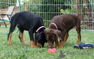 Photo №3. Prêt à partir - Dobermann de qualité supérieure. Suisse