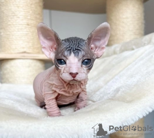 Photo №1. sphynx - à vendre en ville de Stockholm | négocié | Annonce № 113198